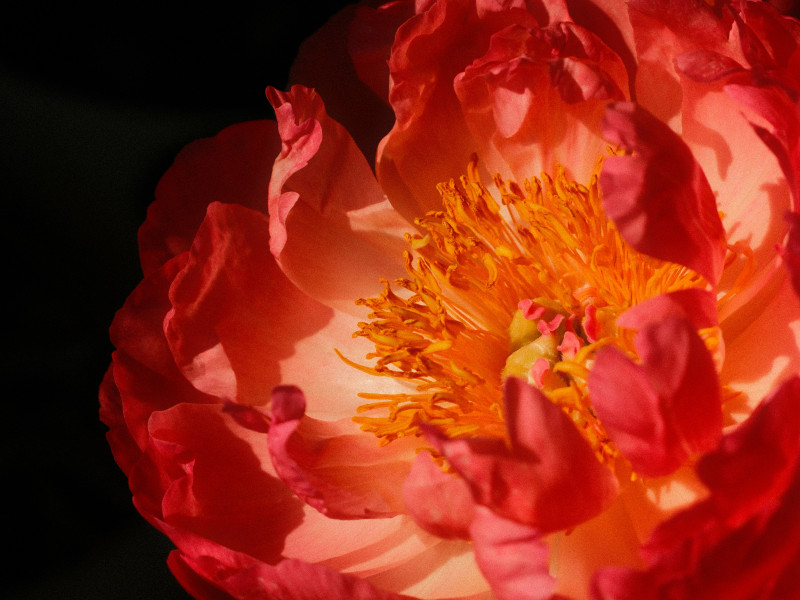 The Embodied Therapist - Presence Without Losing Yourself