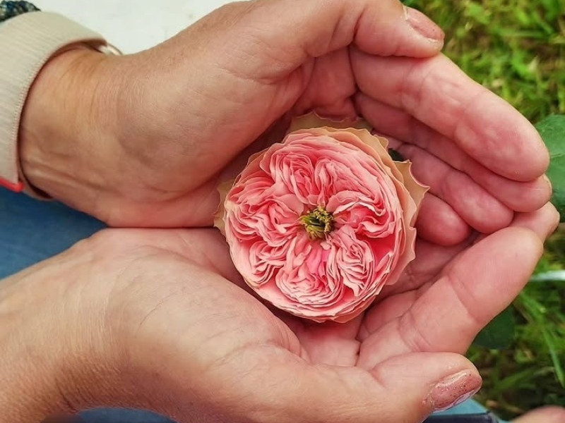 Bloemen op Gevoel - Creatividad, Conexión, Amor propio