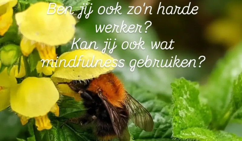 Minfulnesstraining in de natuur