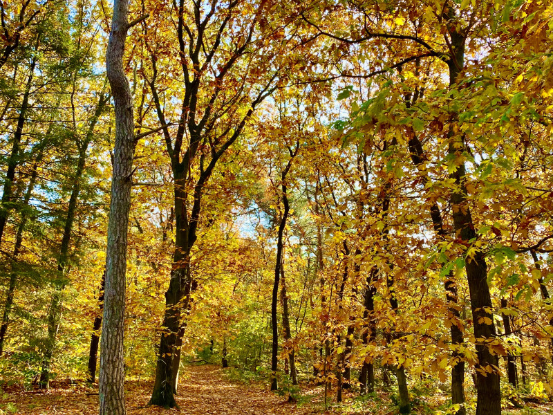 Shinrin-yoku (bosbad) | ervaar de helende kracht van de natuur
