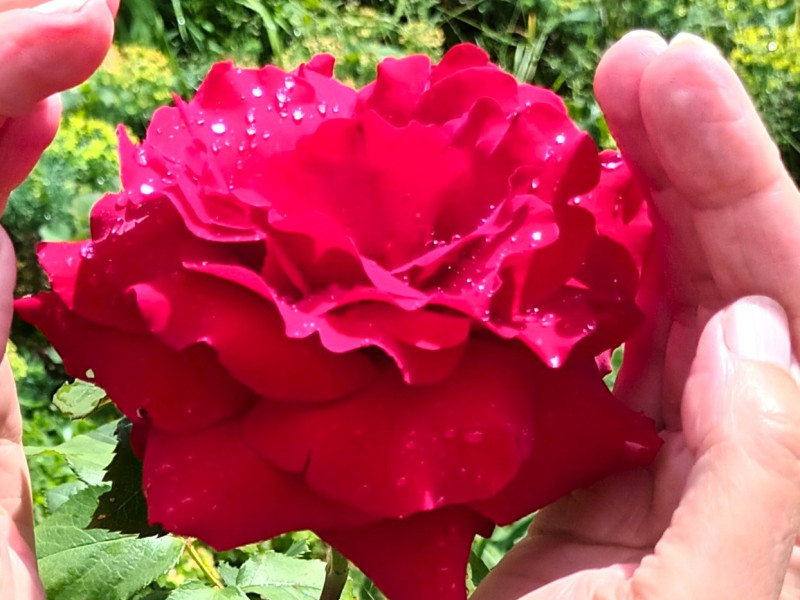Reiki-(be)oefen-middag