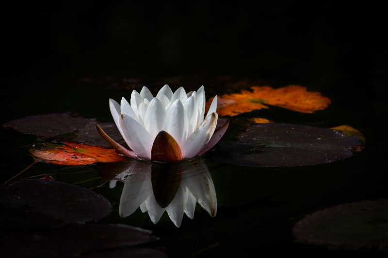 Stilte meditatie (Gratis) - Silent Meditation
