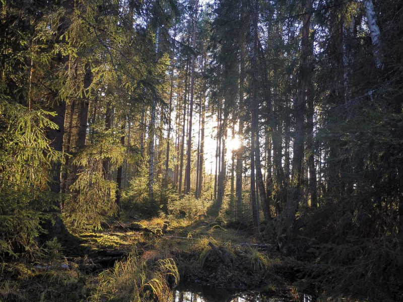 Lopende en staande meditatie in het bos