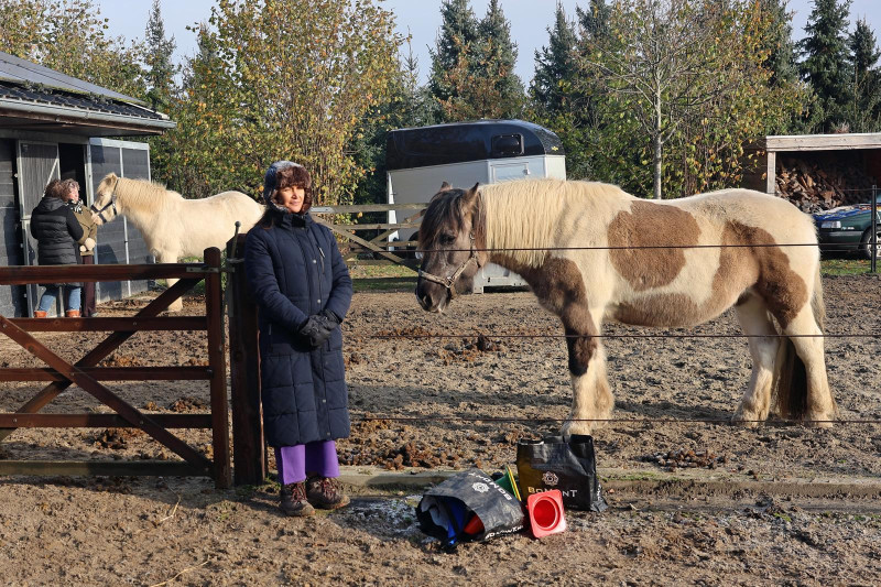Multidimensionale opstelling met paarden / nabij Breda