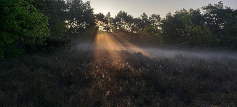 The Forest Invitation - edition march (Spring time)