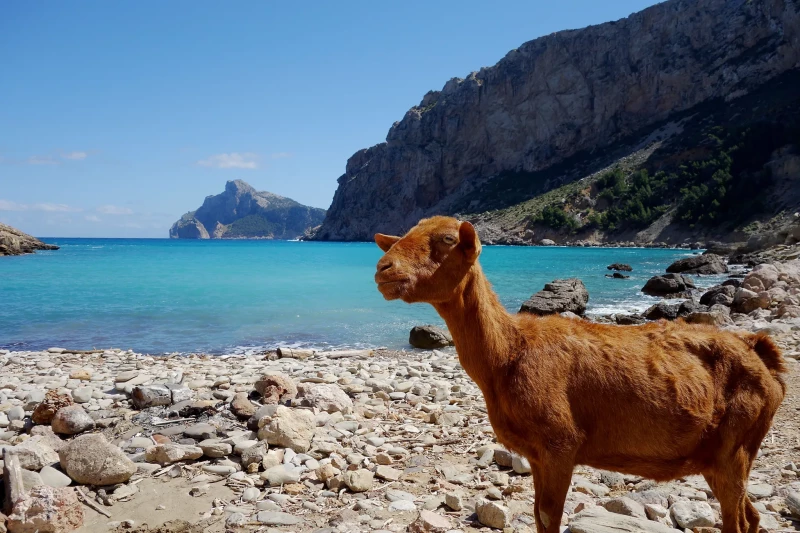 ANAHATA RETREAT MALLORCA 2026