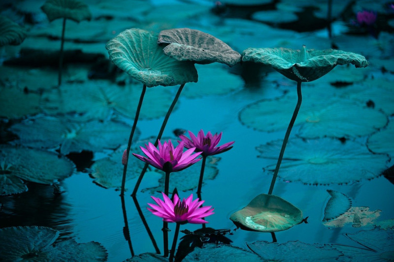 Yoga Nidra