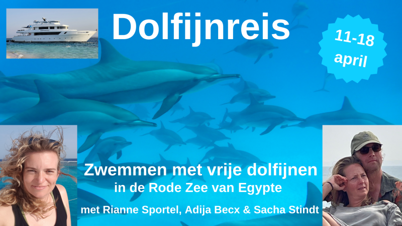 DOLFIJNREIS 11-18 april [VOL] ~ Zwemmen met vrije dolfijnen Egypte