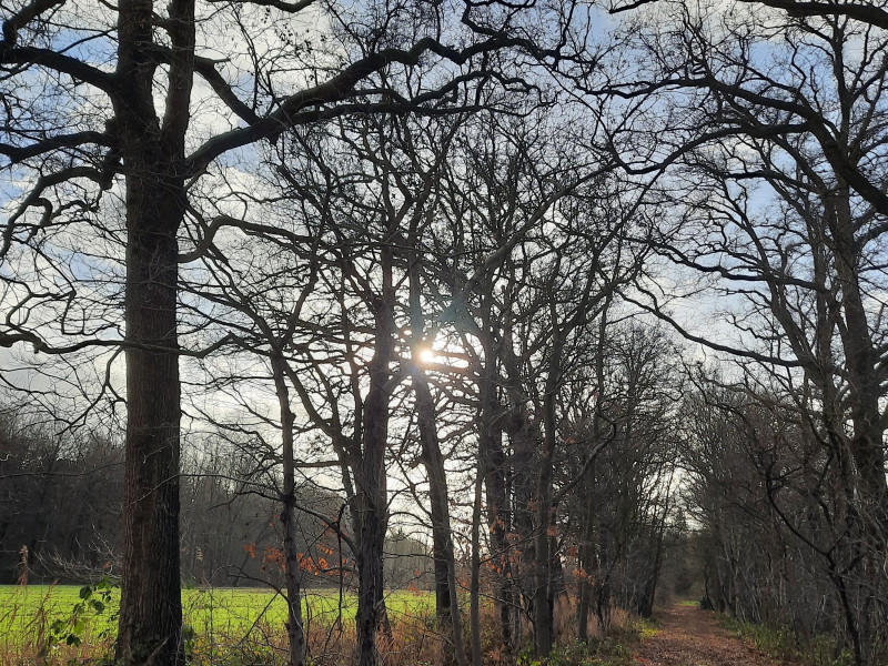Stilte en zintuigwandeling (stilte en reflectie)
