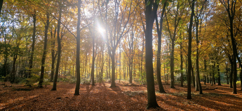Storytelling in the woods - Mini retraite in de natuur, Gatherings, Storytelling