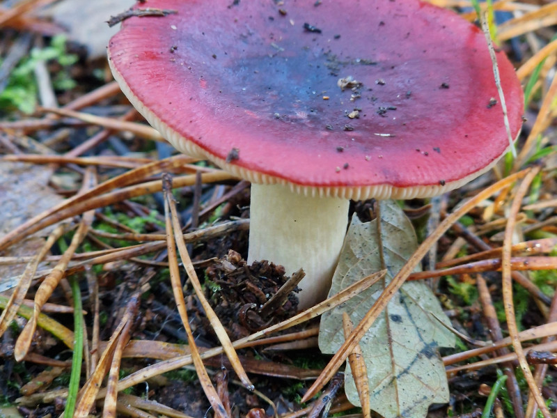 Wandelen met de seizoenen - herfst