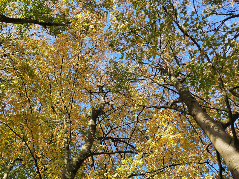Herfst Bosbad Velhorst