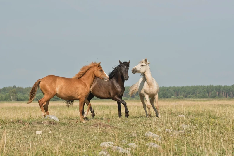 Opstellingen met Paarden