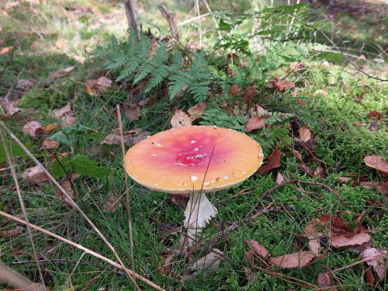Herfst Bosbad - Kom tot rust in de natuur