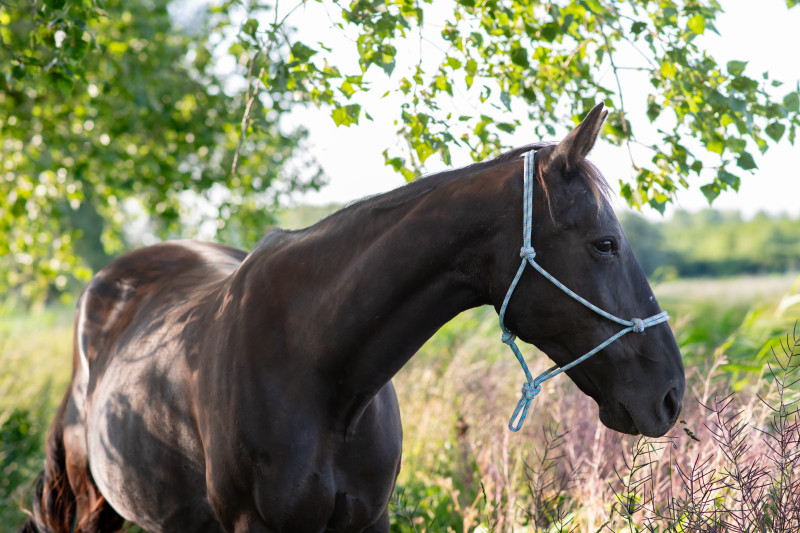 1-op-1 Opstelling met Paardenkracht