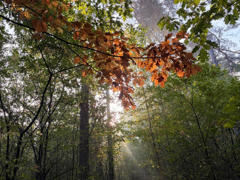 One day autumn retreat Connect Body and Soul
