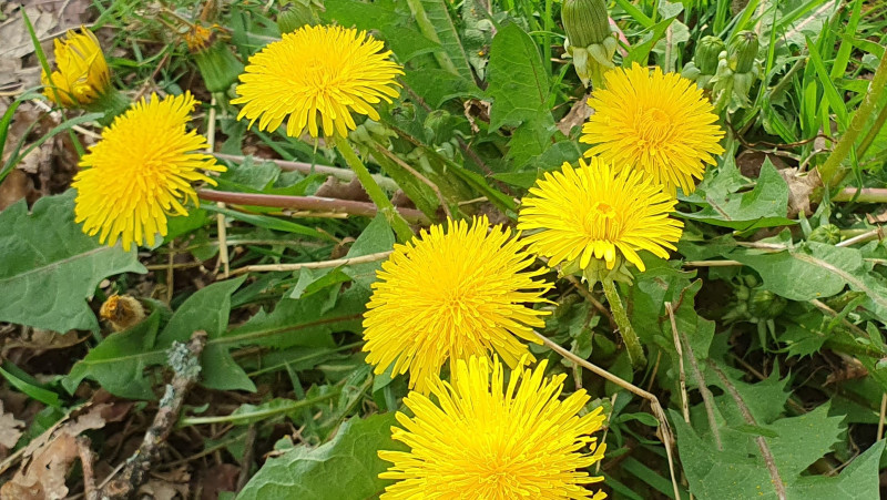 Moe in het voorjaar? Herstel je energie met natuur & kruiden🌿