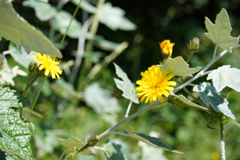 Wild Women's Circle: Gatherings in Nature