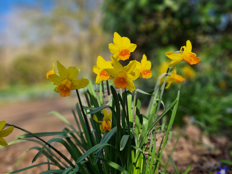 Wandelen met de seizoenen - lente