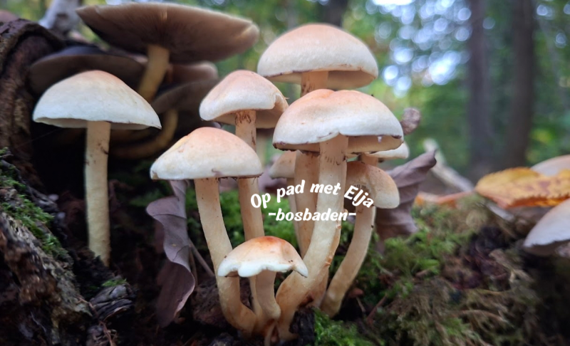 Herfst bosbadentraject (Shinrin-Yoku) | 5x