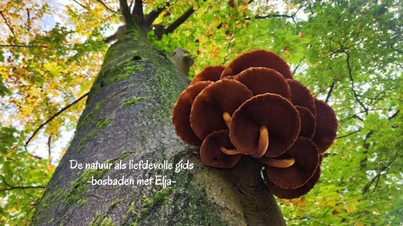 Herfst bosbad (shinrin-yoku) Soesterduinen | kom onthaasten