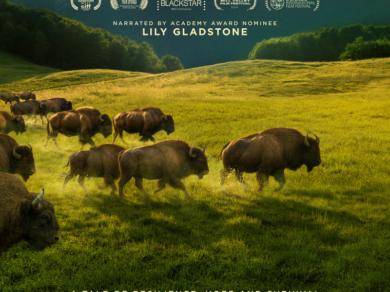 Indigenous Film Screening: Bring Them Home / Aiskótáhkapiyaaya