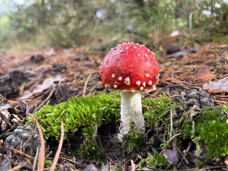 Paddenstoelen Bosbad