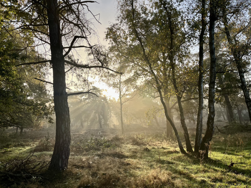 Silent Sunday met Annemieke Rodenburg