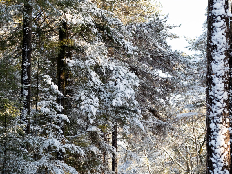Bosbad - Midwinter magie ✨
