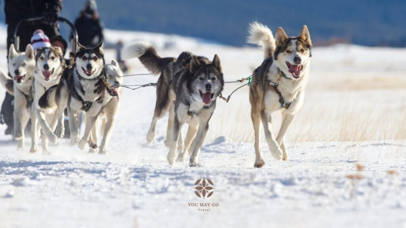 You May Go “Lapland Experience”