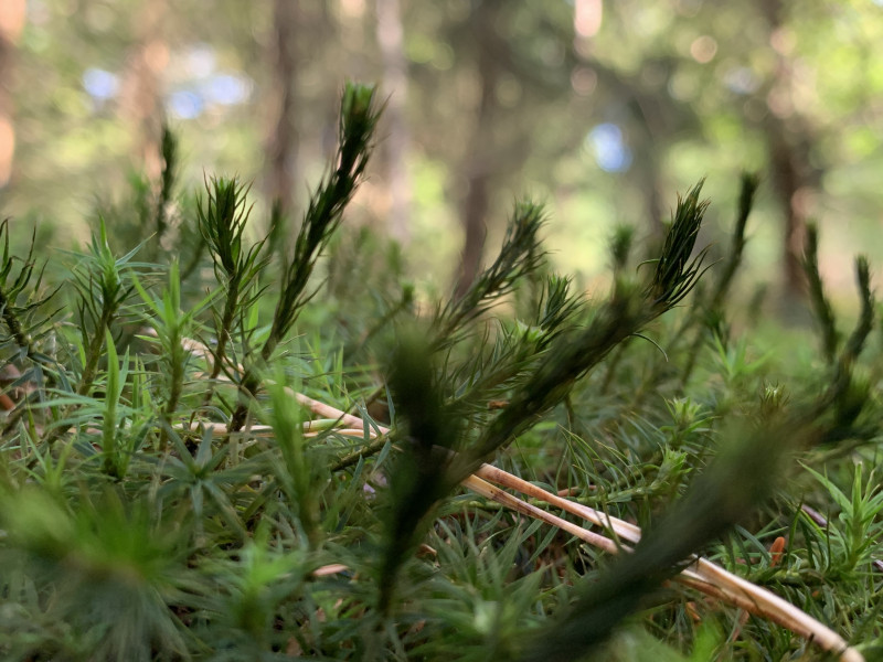 Shinrin Yoku (bosbaden) Ostara - lente equinox - licht - Nature, Forest Bathing - Shinrin Yoku, Relaxation
