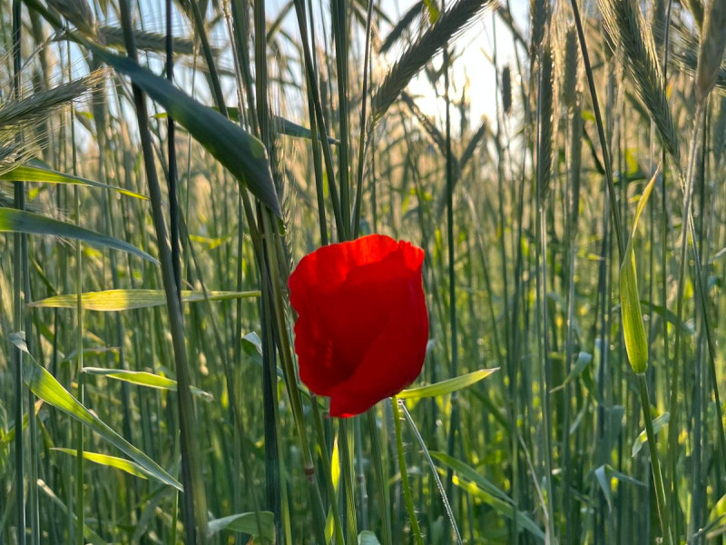 CA Meditatie voor ontspanning en rust  - Méditation, Travail énergétique, Intuition