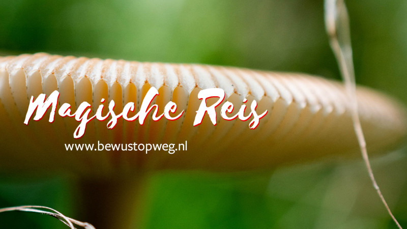 Magische Reis - Truffelceremonie (kleine groep)