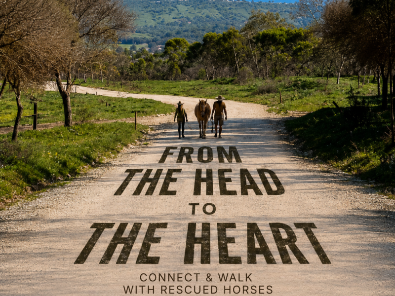 7 Day Retreat • From the Head to the Heart