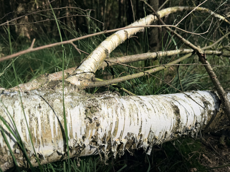 Energetische Winter Bosbad