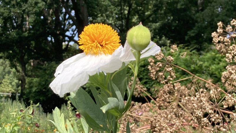 Mindful Zelfcompassie training (MSC)  - Cursus, Mindfulness