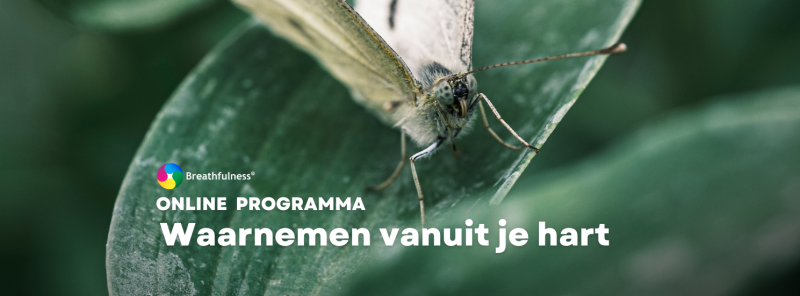 Waarnemen vanuit je hart