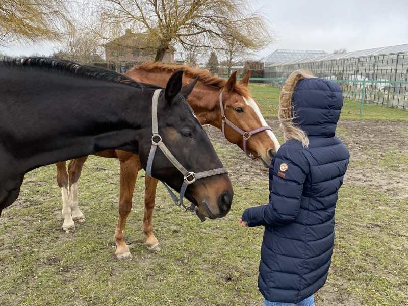 Introductieochtend Coachen met de Kudde - Trabajo sistémico, Caballos, Otros talleres
