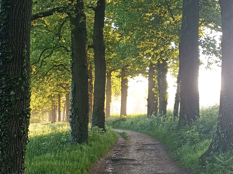 Individueel systemisch werk in de natuur 