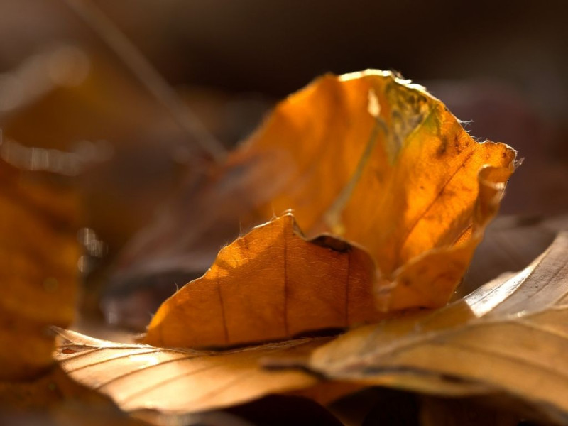 Herfstcirkel - de kunst van imperfectie en zelfwaardering - Natuur, Persoonlijke Ontwikkeling, Innerlijke Reis