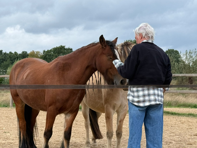 Kennismakingsworkshop paardencoaching
