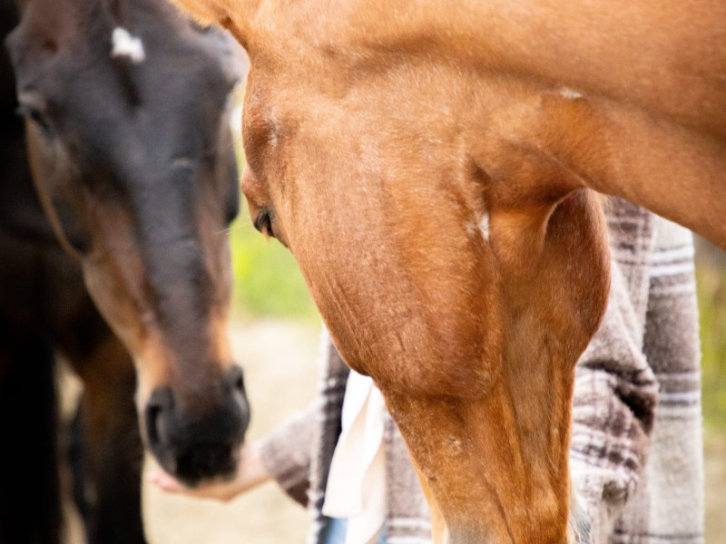 Familieopstellingen met paarden