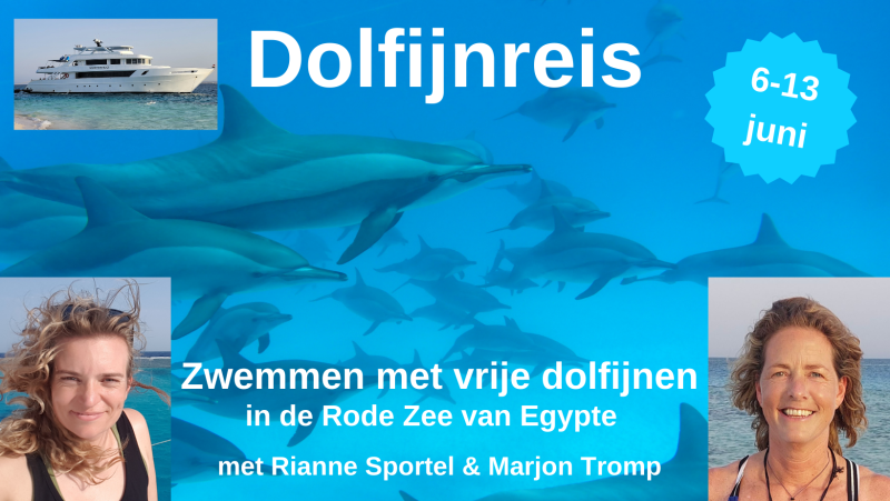 DOLFIJNREIS 6-13 juni ~ Zwemmen met vrije dolfijnen Egypte