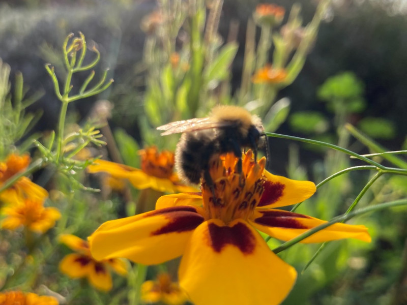 Workshop: breng meer leven in je tuin