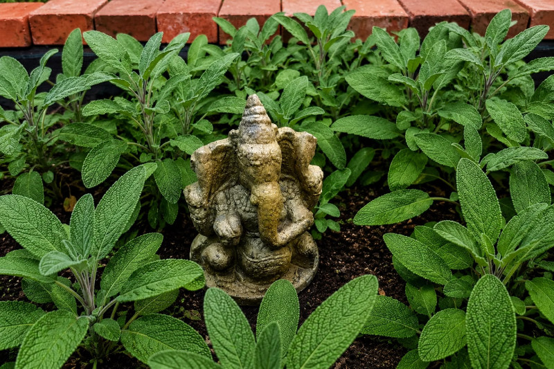 De kracht van kruiden & Ayurveda