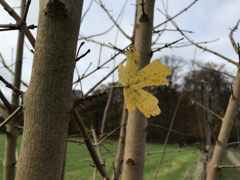 Reiki in het bos – Loslaten en ruimte maken | Amelisweerd - Natuur, Reiki, Vrouwen workshops