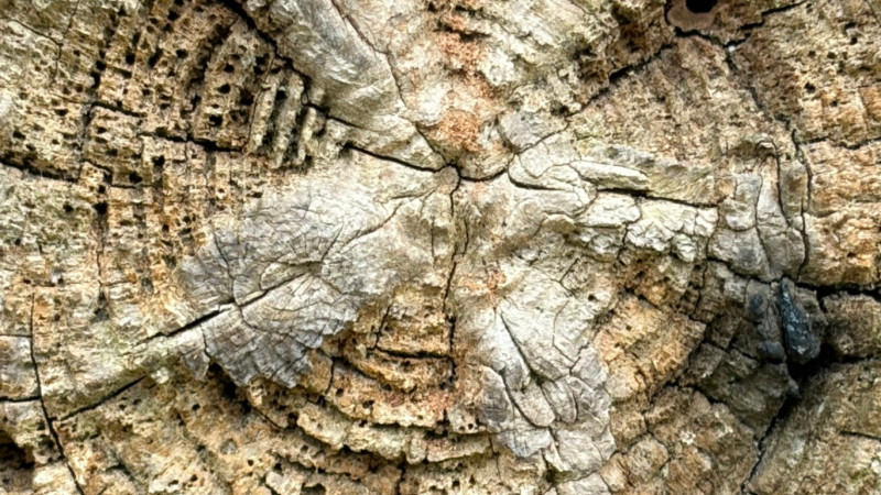 Metaforen in de Natuur