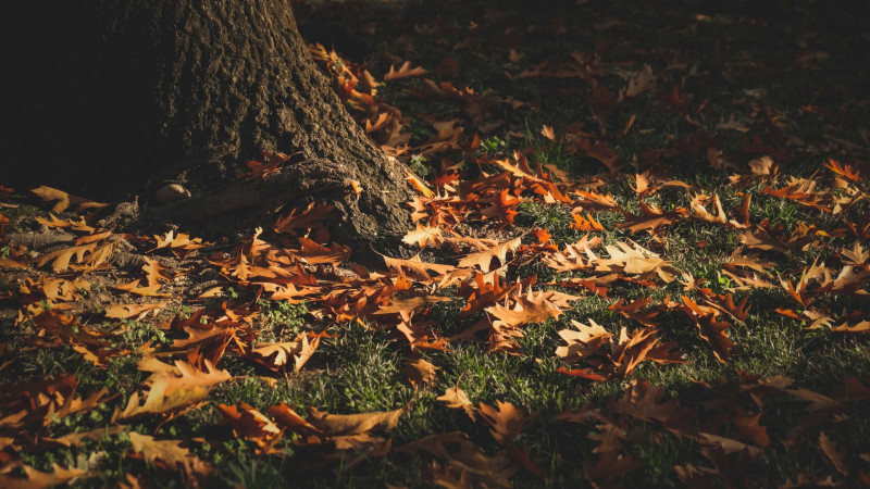 De weg naar binnen: November – Innerlijke kracht & grenzen