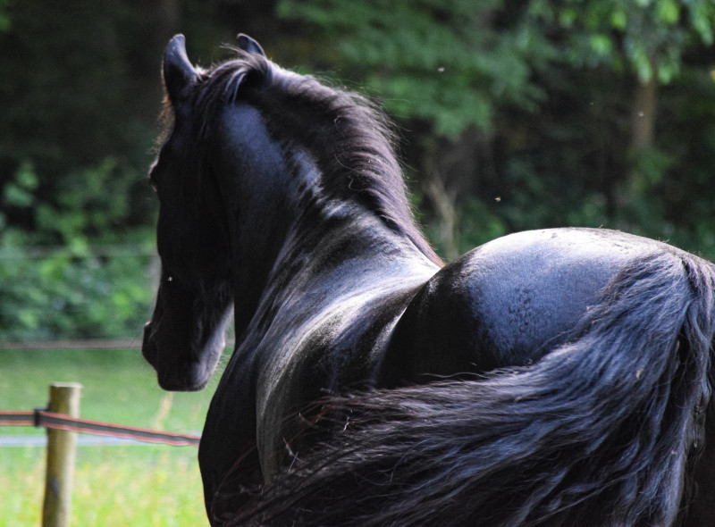Het zwarte paard : Je volledige licht weer omarmen