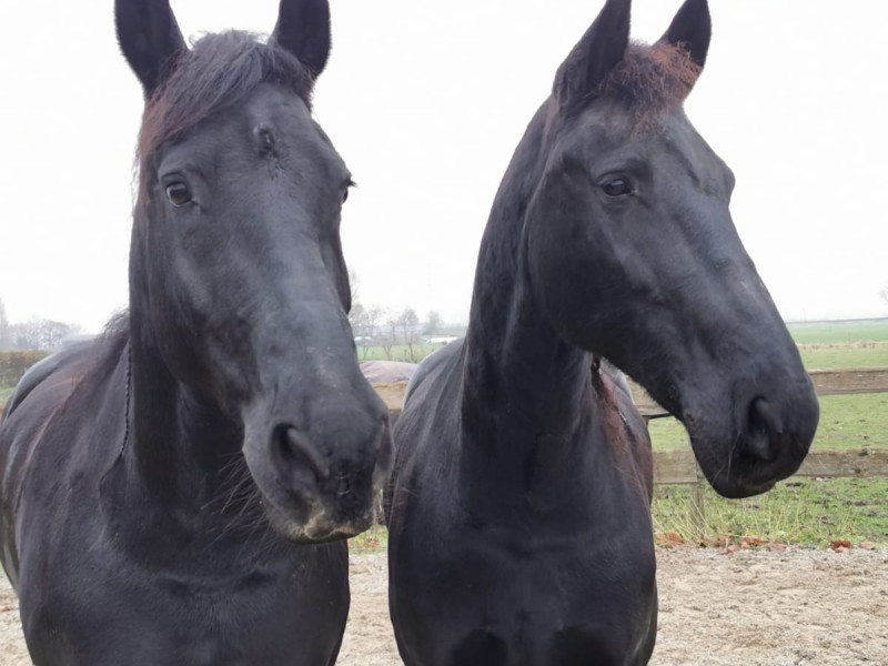 Familie Opstelling met Paarden